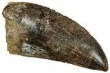 Serrated, Carcharodontosaurus Tooth - Real Dinosaur Tooth #241387-1